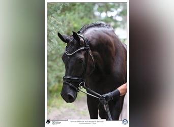 KWPN, Mare, 6 years, 17,1 hh, Black
