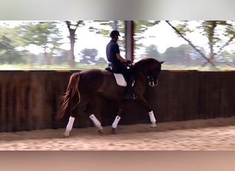 KWPN, Mare, 6 years, 17,1 hh, Chestnut-Red