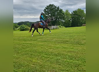 KWPN, Mare, 6 years, Brown