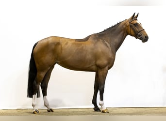 KWPN, Mare, 6 years, Brown