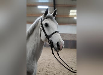 KWPN, Mare, 6 years, Gray