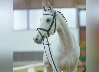 KWPN, Mare, 6 years, Gray