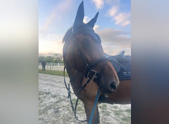 KWPN, Mare, 6 years
