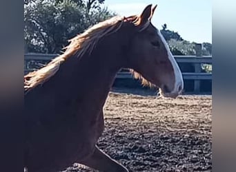 KWPN, Mare, 7 years, 15,1 hh, Palomino