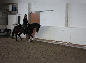 KWPN, Mare, 7 years, 15.2 hh, Black