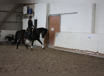 KWPN, Mare, 7 years, 15.2 hh, Black