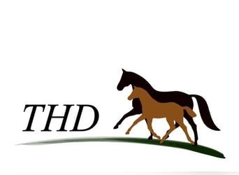 KWPN, Mare, 7 years, 15.2 hh, Black