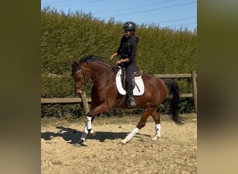 KWPN, Mare, 7 years, 15.2 hh, Brown