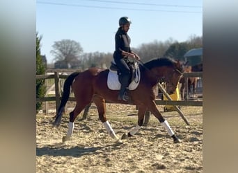 KWPN, Mare, 7 years, 15.2 hh, Brown