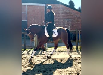 KWPN, Mare, 7 years, 15.2 hh, Brown
