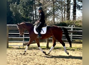 KWPN, Mare, 7 years, 15.2 hh, Brown