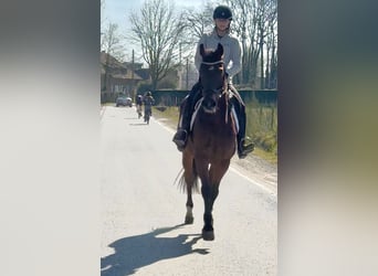 KWPN, Mare, 7 years, 15.2 hh, Brown