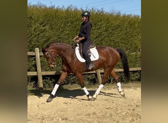 KWPN, Mare, 7 years, 15.2 hh, Brown
