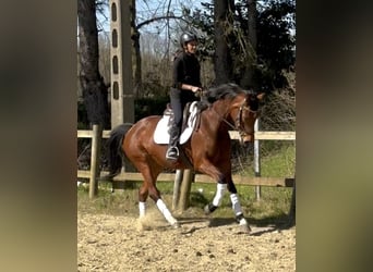 KWPN, Mare, 7 years, 15.2 hh, Brown