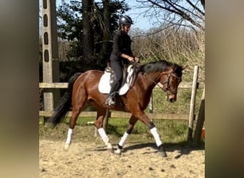 KWPN, Mare, 7 years, 15.2 hh, Brown