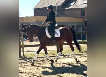 KWPN, Mare, 7 years, 15.2 hh, Brown