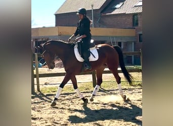 KWPN, Mare, 7 years, 15,2 hh, Chestnut