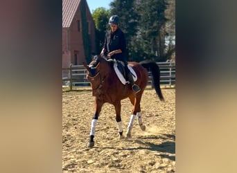 KWPN, Mare, 7 years, 15,2 hh, Chestnut