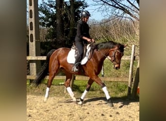 KWPN, Mare, 7 years, 15,2 hh, Chestnut