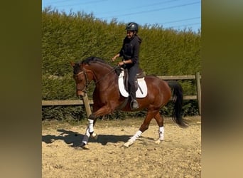 KWPN, Mare, 7 years, 15,2 hh, Chestnut