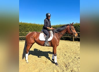 KWPN, Mare, 7 years, 15,2 hh, Chestnut