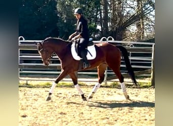 KWPN, Mare, 7 years, 15,2 hh, Chestnut