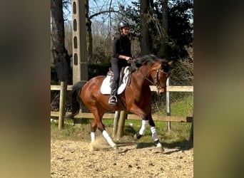 KWPN, Mare, 7 years, 15,2 hh, Chestnut