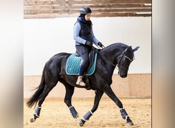 KWPN, Mare, 7 years, 15.3 hh, Black