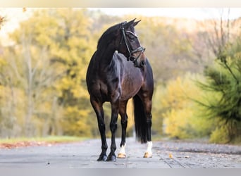 KWPN, Mare, 7 years, 15,2 hh, Bay-Dark