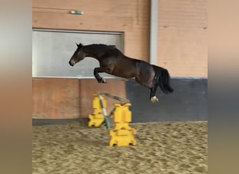 KWPN, Mare, 7 years, 15,2 hh, Bay-Dark