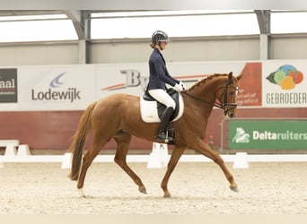 KWPN, Mare, 7 years, 15,2 hh, Chestnut-Red