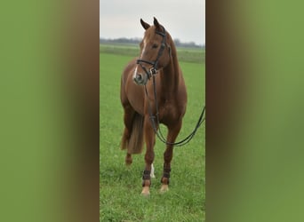 KWPN, Mare, 7 years, 15,2 hh