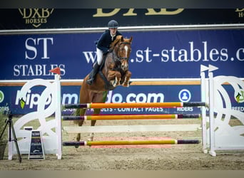 KWPN, Mare, 7 years, 15,2 hh, Sorrel