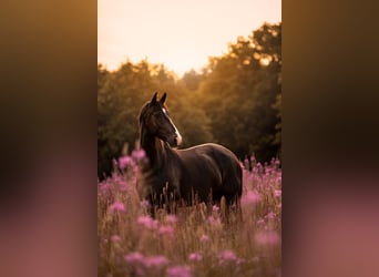 KWPN, Mare, 7 years, 16.1 hh, Bay-Dark