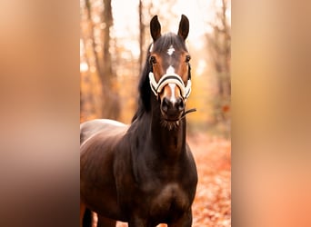 KWPN, Mare, 7 years, 16.1 hh, Bay-Dark
