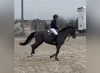 KWPN, Mare, 7 years, 16.1 hh, Bay-Dark