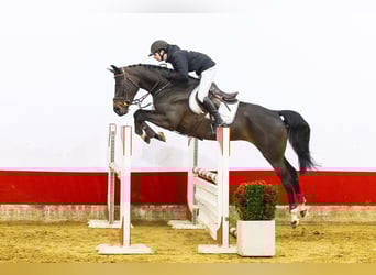 KWPN, Mare, 7 years, 16.1 hh, Bay-Dark