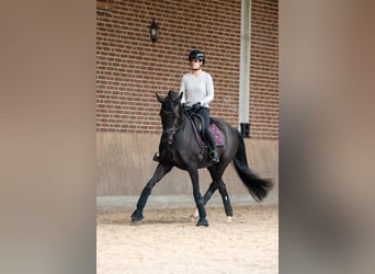 KWPN, Mare, 7 years, 16.1 hh, Black
