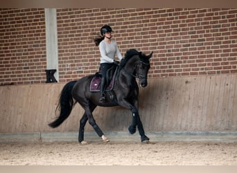 KWPN, Mare, 7 years, 16.1 hh, Black