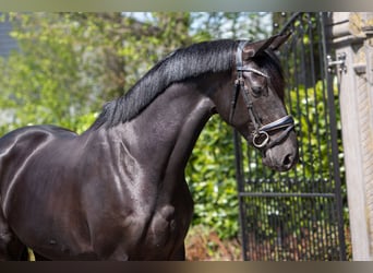 KWPN, Mare, 7 years, 16,1 hh, Black