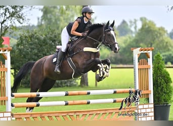 KWPN, Stute, 7 Jahre, 16,1 hh, Rappe