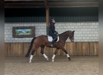 KWPN, Mare, 7 years, 16,1 hh, Brown