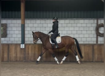 KWPN, Mare, 7 years, 16,1 hh, Brown