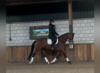 KWPN, Mare, 7 years, 16,1 hh, Brown