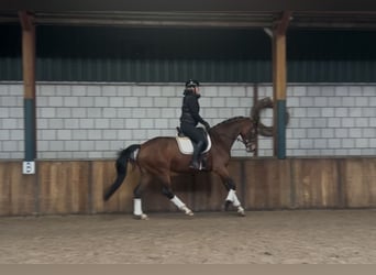 KWPN, Mare, 7 years, 16,1 hh, Brown