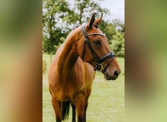KWPN, Mare, 7 years, 16.1 hh, Brown