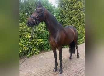 KWPN, Stute, 7 Jahre, 16,1 hh, Brauner