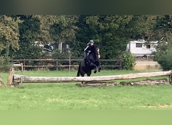 KWPN, Mare, 7 years, 16,1 hh, Brown