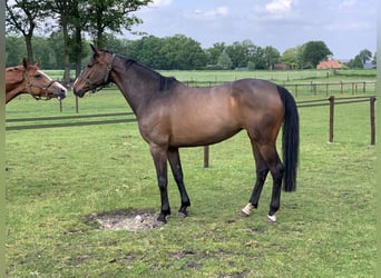 KWPN, Mare, 7 years, 16,1 hh, Brown