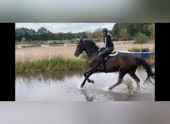 KWPN, Mare, 7 years, 16,1 hh, Brown